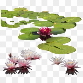 Water Lily Nelumbo Nucifera Lilium Clip Art - Water Lilies Png, Transparent Png - pond png