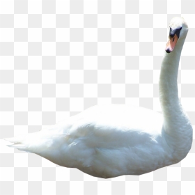Transparent Swan, HD Png Download - swan png