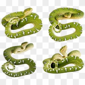 Snake Png Free Download - Green Snake Transparent Background, Png Download - serpent png