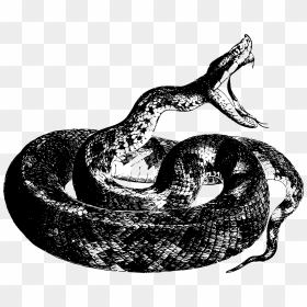 Transparent Viper Snake Png - Snake Open Mouth Side, Png Download - snakes png