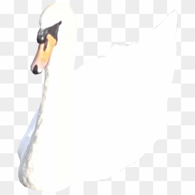 White Swan No Background - Tundra Swan, HD Png Download - swan png