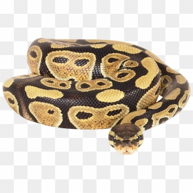 Ball Python Transparent Background, HD Png Download - snakes png