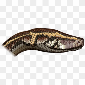Cabeza De Serpiente De Lado, HD Png Download - snake head png