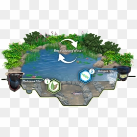 How Does An Ecosystem Work With A Man-made Pond - Man Made Pond Ecosystem, HD Png Download - pond png