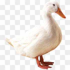 Swan Png Free Download - Duck Png, Transparent Png - swan png