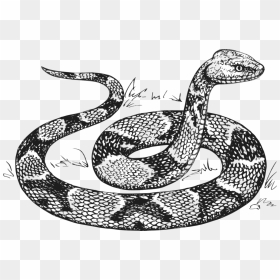 Snake Drawing, HD Png Download - snakes png