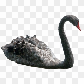 Black Swan Png, Transparent Png - swan png