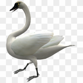 Cygnini Domestic Goose Duck - Swans, HD Png Download - swan png