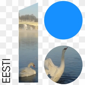 Transparent Water Reflection Png - Swan, Png Download - swan png