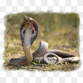 Spectacled Cobra - Indian Cobra, HD Png Download - snakes png
