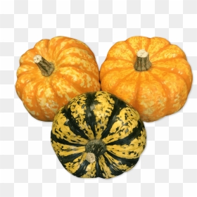 Pumpkin, HD Png Download - squash png
