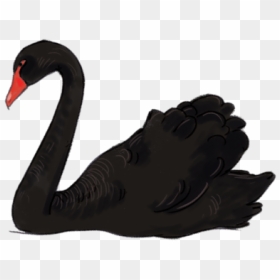 Black Swan Clipart Png, Transparent Png - swan png