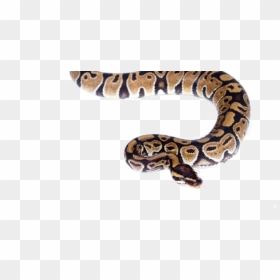 Snakes, Pest Control Service, Snake Removal Service, - Snake Gold Transparents, HD Png Download - snakes png