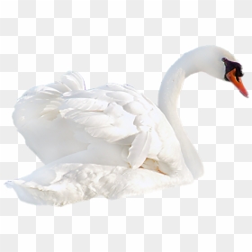 Transparent Background Swan Png, Png Download - swan png