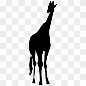 Giraffe Safari Black Tall Png Image - Giraffe Svg Silhouette, Transparent Png - safari png