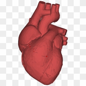 Picture - Human Heart 3d Png, Transparent Png - muscle emoji png