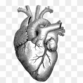 Drawing Anatomy Heart Diagram - Beating Heart Drawing Gif, HD Png Download - anatomical heart png