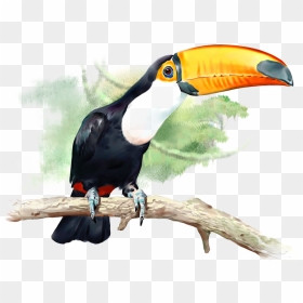 Tucan Png, Transparent Png - toucan png