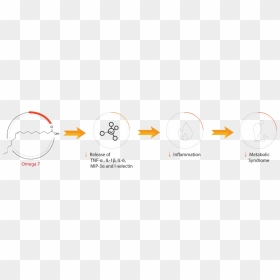 Cardiomegia Mechanism Of Action, HD Png Download - omega symbol png