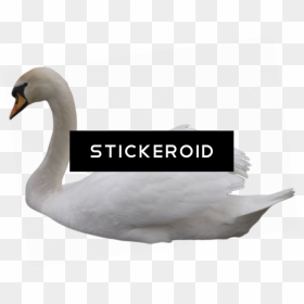 Tundra Swan , Png Download - Tundra Swan, Transparent Png - swan png