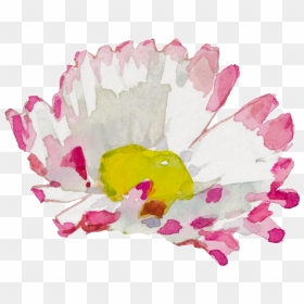 White Pink Hand Painted Chrysanthemum Watercolor Transparent - Child Art, HD Png Download - pink watercolor png