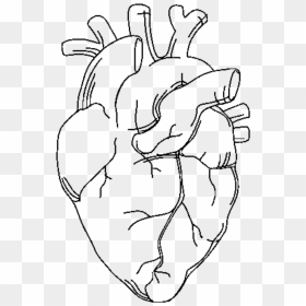 #heart #anatomy #png #anatomicalheart #tattoo #hearttattoo - Anatomical Heart Tattoo Outline, Transparent Png - anatomical heart png