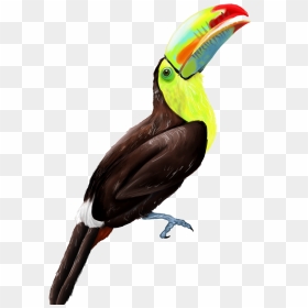 Keel Billed Toucan - Keel Billed Toucan Transparent, HD Png Download - toucan png