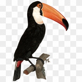Tropical Toucan Png - Tocan Bird Png, Transparent Png - toucan png