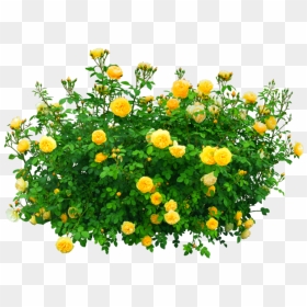 #flowers #bush #yellow #nature - Transparent Flower Plants Png, Png Download - flower bush png
