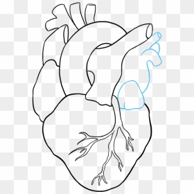 How To Draw Human Heart - Easy Drawing Of Human Heart, HD Png Download - anatomical heart png