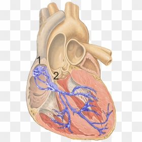 Reizleitungssystem 1 - Sinoatrial Node, HD Png Download - anatomical heart png