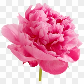 Peonies Png Free Download - Pink Carnation Flowers Clipart, Transparent Png - peonies png