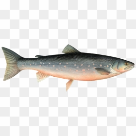 Arctic Fish , Png Download - Farmed Arctic Char, Transparent Png - ocean fish png