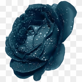 Transparent Blue Flower Png - Purple Roses Transparent, Png Download - purple roses png