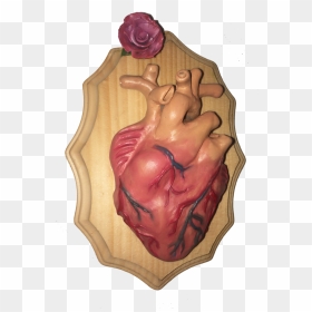 Heart1 Copy, HD Png Download - anatomical heart png