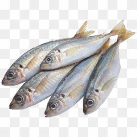 Fish Png Four - Fish Png, Transparent Png - ocean fish png