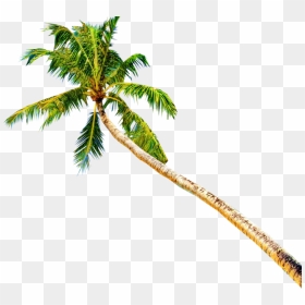 Transparent Palm Tree Emoji Png - Palm Tree Psd, Png Download - palm tree emoji png