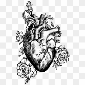 Detailed Pine Cone, HD Png Download - anatomical heart png