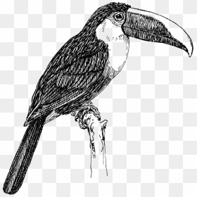 Toucan Svg Clip Arts - Toucan Clipart Black And White, HD Png Download - toucan png
