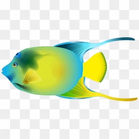 Caribbean Fish Clipart Jpg Royalty Free Angel Fish - Angel Fish Png, Transparent Png - ocean fish png