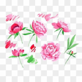 Peonies Png Image - Peonies Cartoon, Transparent Png - peonies png