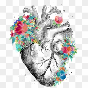 Artistic Heart Anatomy Art, HD Png Download - anatomical heart png