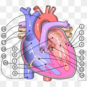 Simple Structure Of Heart, HD Png Download - anatomical heart png
