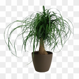 Ponytail Palm In White Pot , Png Download - Houseplant, Transparent Png - ponytail png
