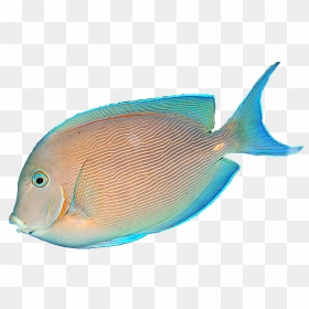 Free Tropical Fish Website Template Abstract Tropical - Transparent Background Tropical Fish Png, Png Download - ocean fish png