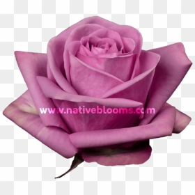 Garden Roses, HD Png Download - purple roses png