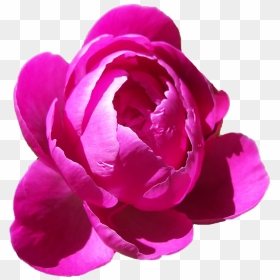 Download Peonies Png Free Download - Peony Transparent Png, Png Download - peonies png