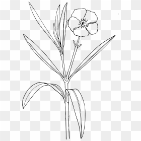 Flower Bush Clipart Clip Art Transparent Download Oleander - Easy Oleander Flower Drawing, HD Png Download - flower bush png