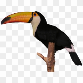 Aves Toucan - Toucan, HD Png Download - toucan png