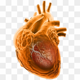 Nhồ Máu Cơ Tim, HD Png Download - anatomical heart png